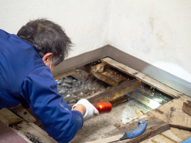 Best Commercial Mold Removal  in Knik Fairview, AK