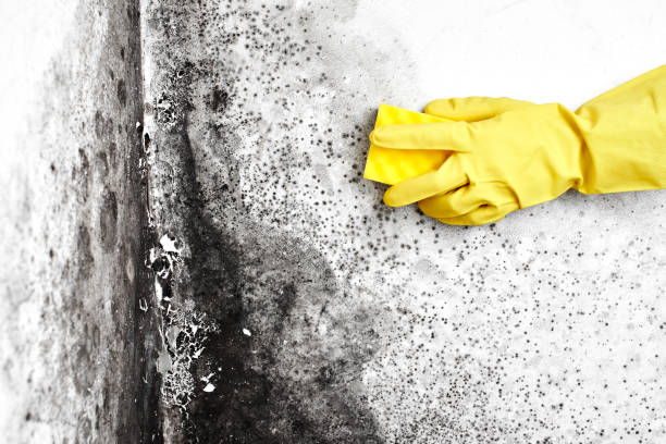 Best Mold Removal Process  in Knik Fairview, AK