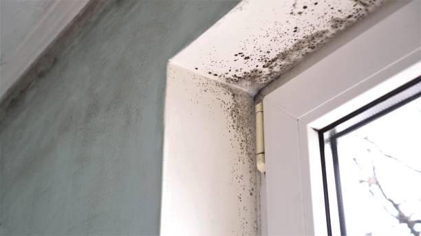 Best Mold Damage Repair  in Knik Fairview, AK