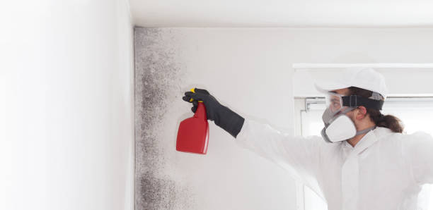 Best Mold Testing  in Knik Fairview, AK