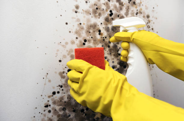Mold Removal and Inspection in Knik Fairview, AK